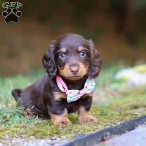 Darla, Dachshund Puppy